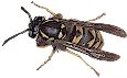 Wasp