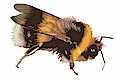 Bumble Bee