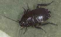 Cockroach