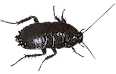 Cockroach
