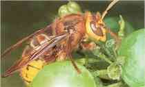 Hornet