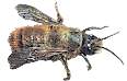 Mason Bee