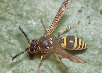 Mason Wasp