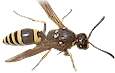 Mason Wasp