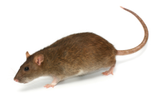 Common Rat