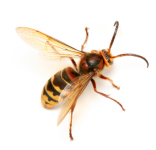 Hornet