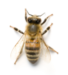 Mason Bee