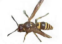 Mason Wasp