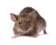 House Mouse