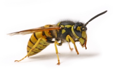 Wasp